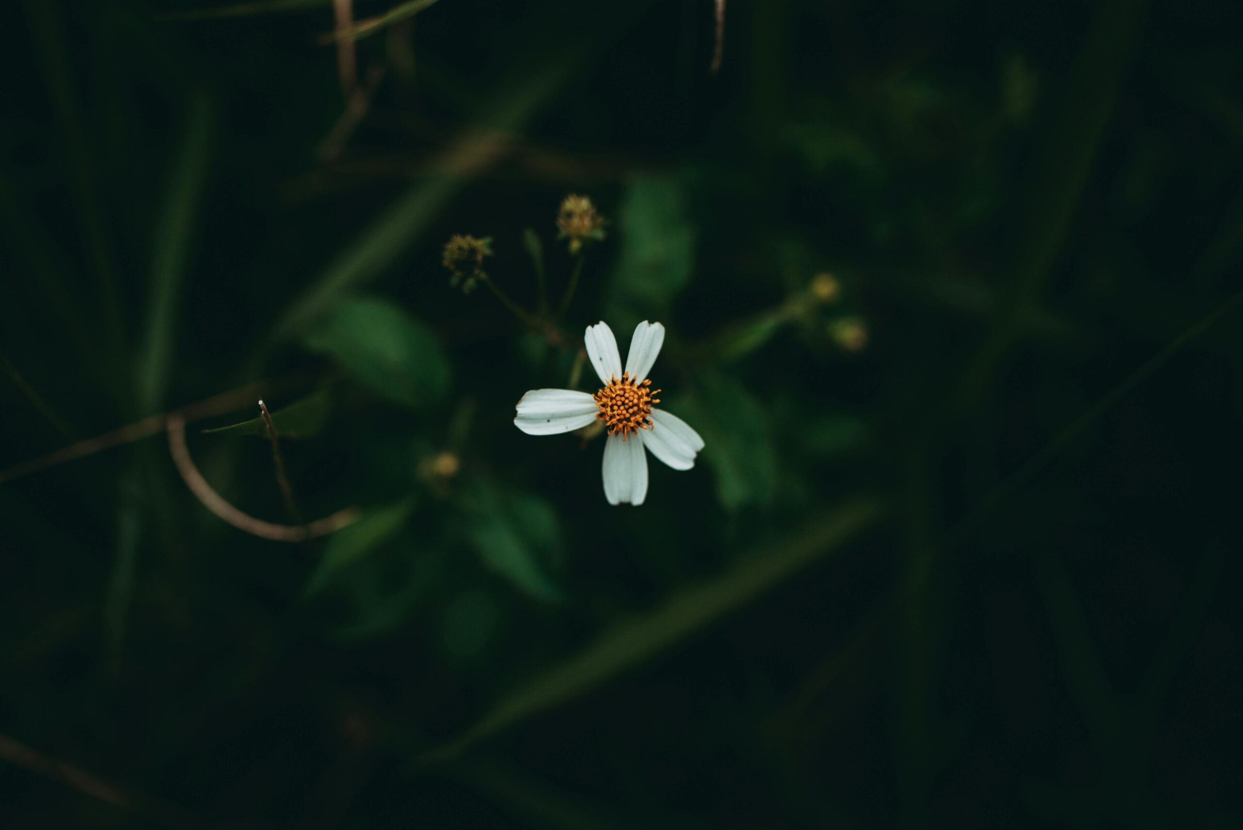 Close-up of a solitary white flower with dark green foliage background, creating a moody atmosphere.